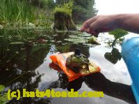 /home//u458753944/public_html/sourcegallery/////////Frogs/Bullfrogs 2016-08 Ontario/P8140122.JPG